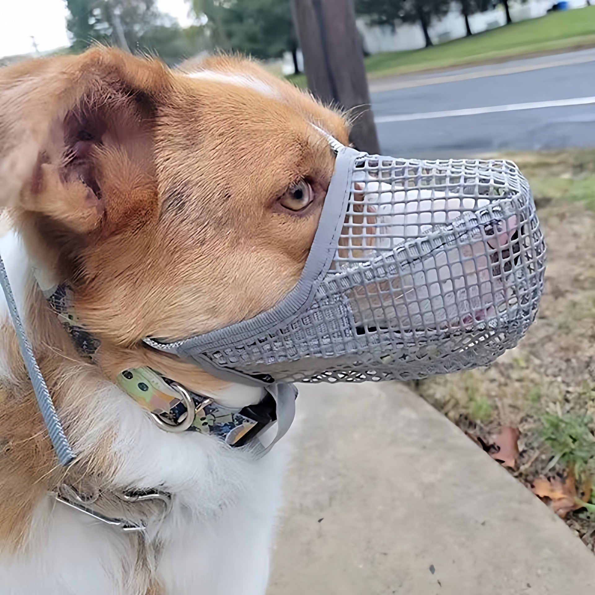 Black breathable nylon mesh dog muzzle with adjustable strap, product image 4
