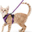 Breathable mesh reflective harness and lead set on a small cat