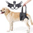 Hind leg lift harness helping an older dog up the stairs
