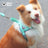 Saddle dog harnesses in pink orange, khaki and lavender prints