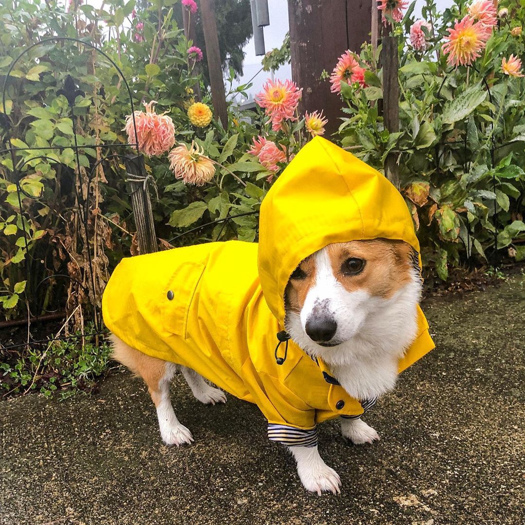 British retro thick dog raincoat with cotton lining in Dark Blue, in a home setting