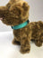 Adjustable buckle pet collar in bright colours for dogs, view 12