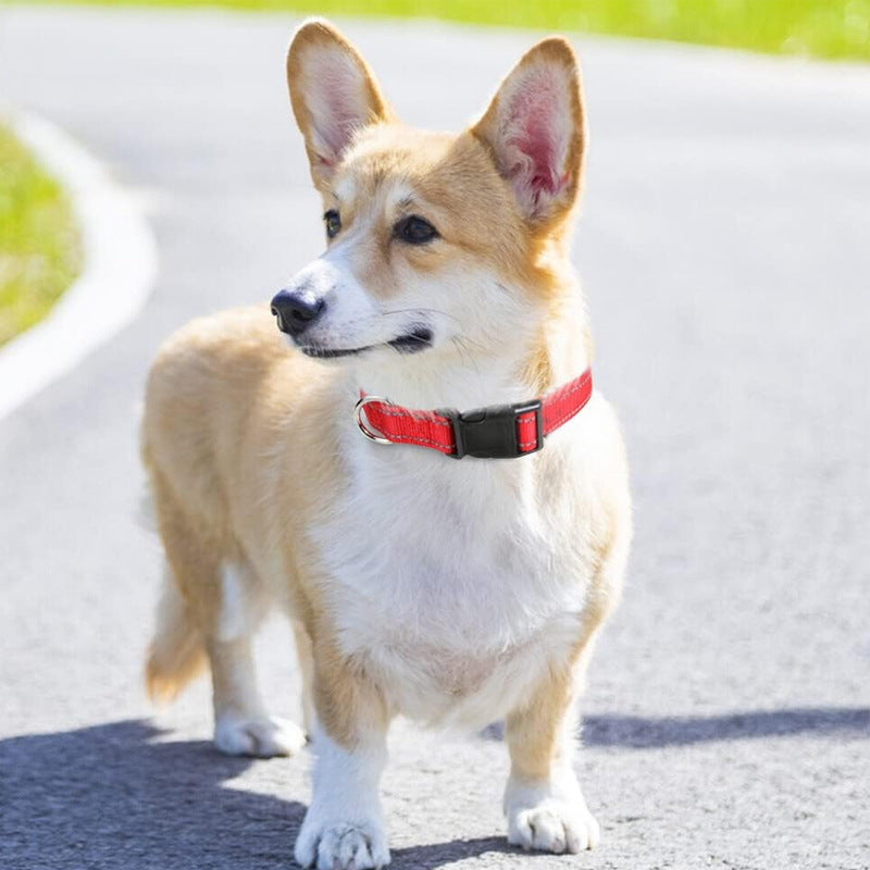 Adjustable polyester collar for dogs and cats, ideal for everyday use