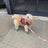 Silicone non slip dog rain boots in nine colours