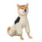 Four-leg waterproof raincoat for large dogs in Black, showing size and shape