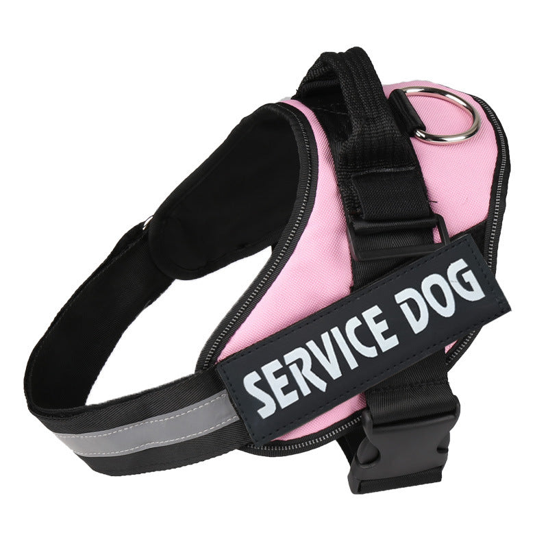 Dog wearing a padded reflective harness on an evening walk