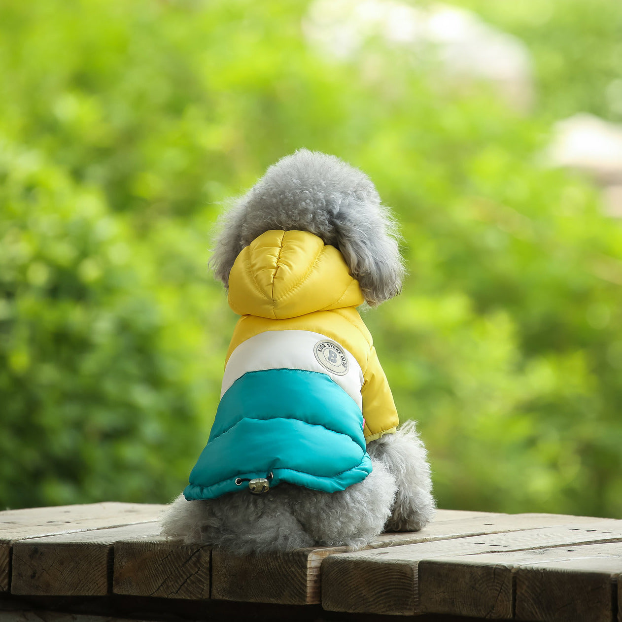 Small dog wearing a thick curry padded winter coat