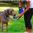 Dog lead with water bottle and food bowl, close-up detail view