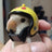 Anti-Pecking Helmet for Chickens and Birds, Cute Animal Designs