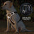 Padded Oxford reflective dog harness, 4 sizes available