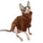 Thick velvet Sphynx cat jumper, available in 10 colours, image 5