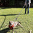 Thick reflective dog leads in black, green, orange and blue