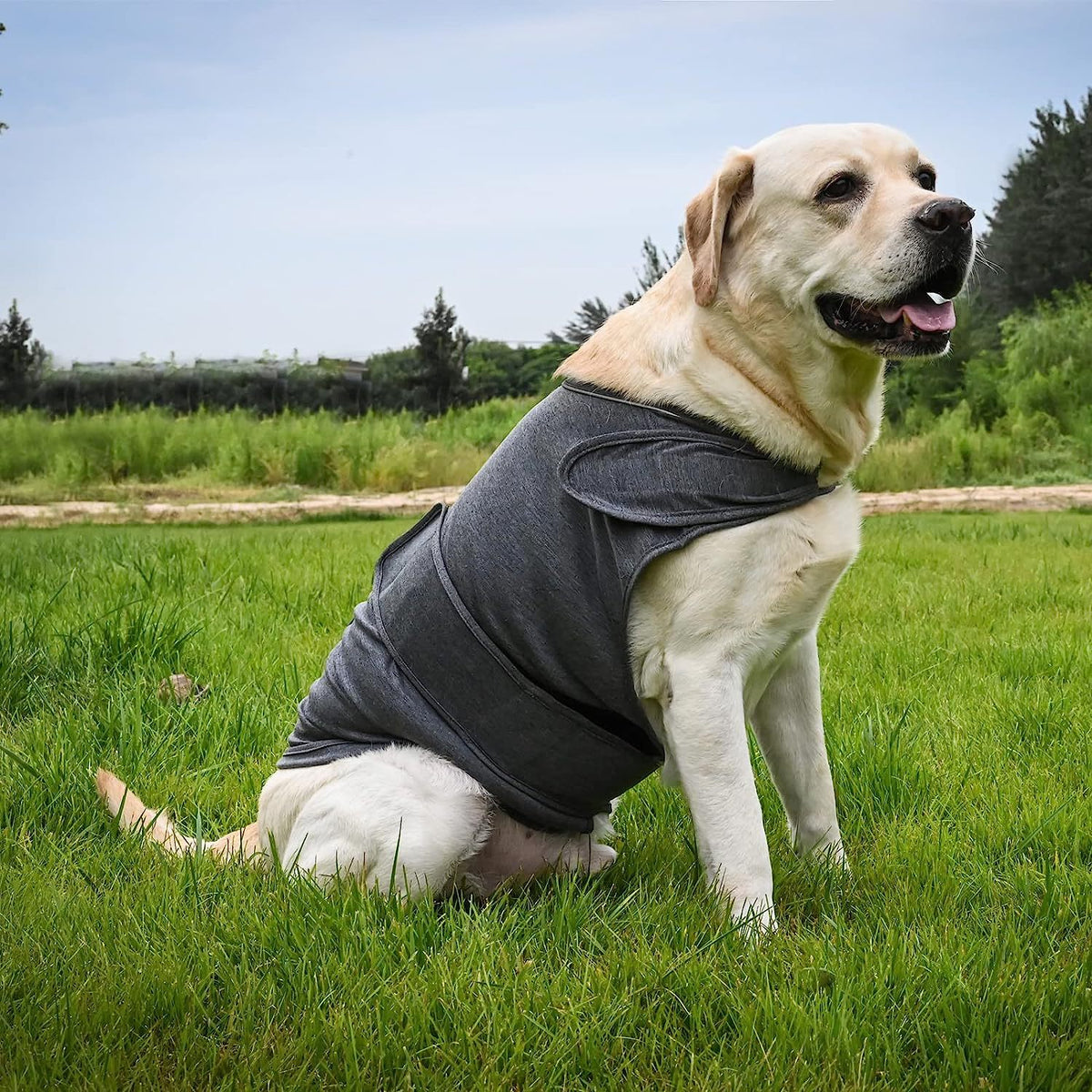 Knitted dog comfort wrap vest, available in 2 colours, image 5