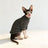 Breathable two leg pet tops in stripes and plain colours