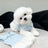 Blue polo collar summer dog dress, in Blue, image 4