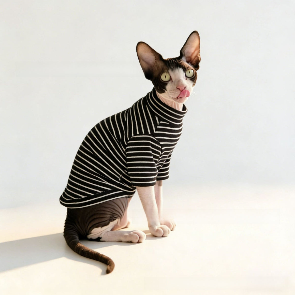 Hairless cat wearing a grey striped belly cover top