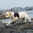 Four-leg waterproof raincoat for large dogs in Black, close-up detail