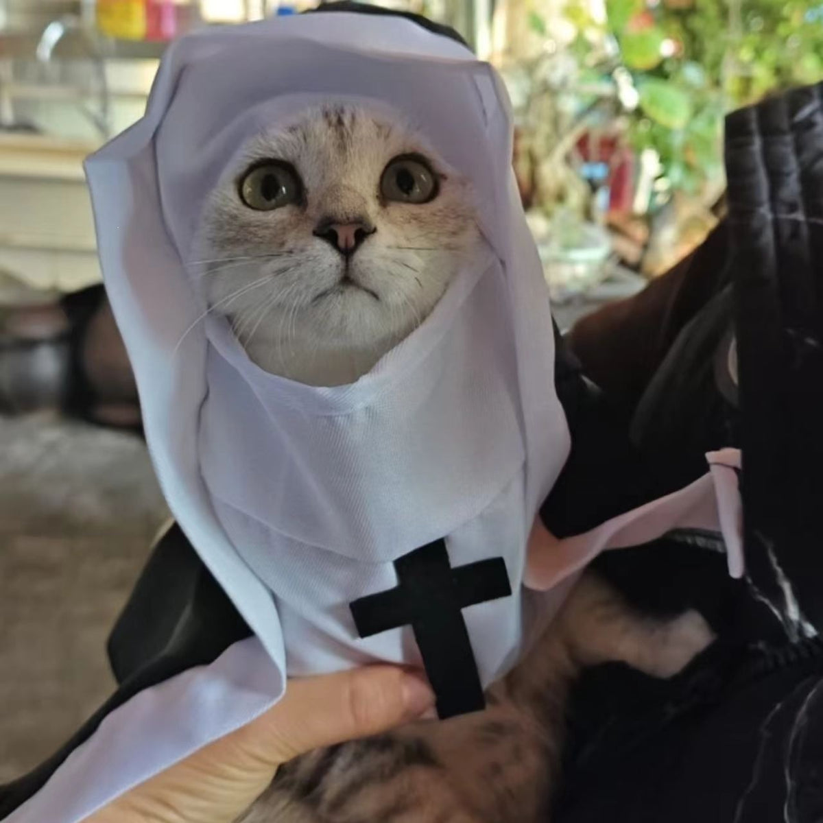 Cat dressed in a gothic nun cloak costume