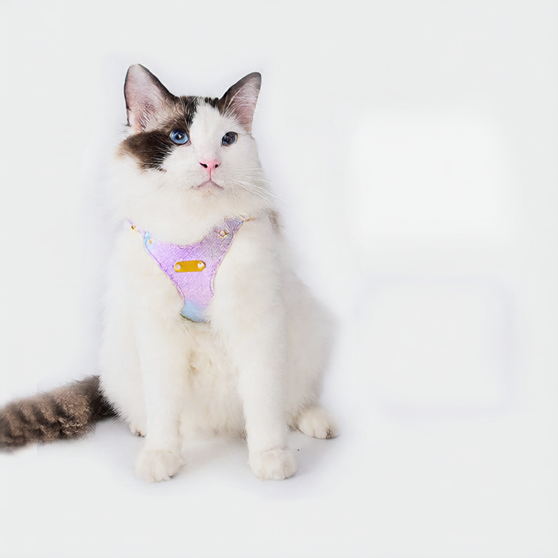 Rainbow pink harness and lead set on a small dog