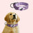 Nylon dog collar with built-in AirTag holder, tag not included, product image 29