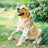 Breathable dog elbow sleeves in rainbow and owl prints