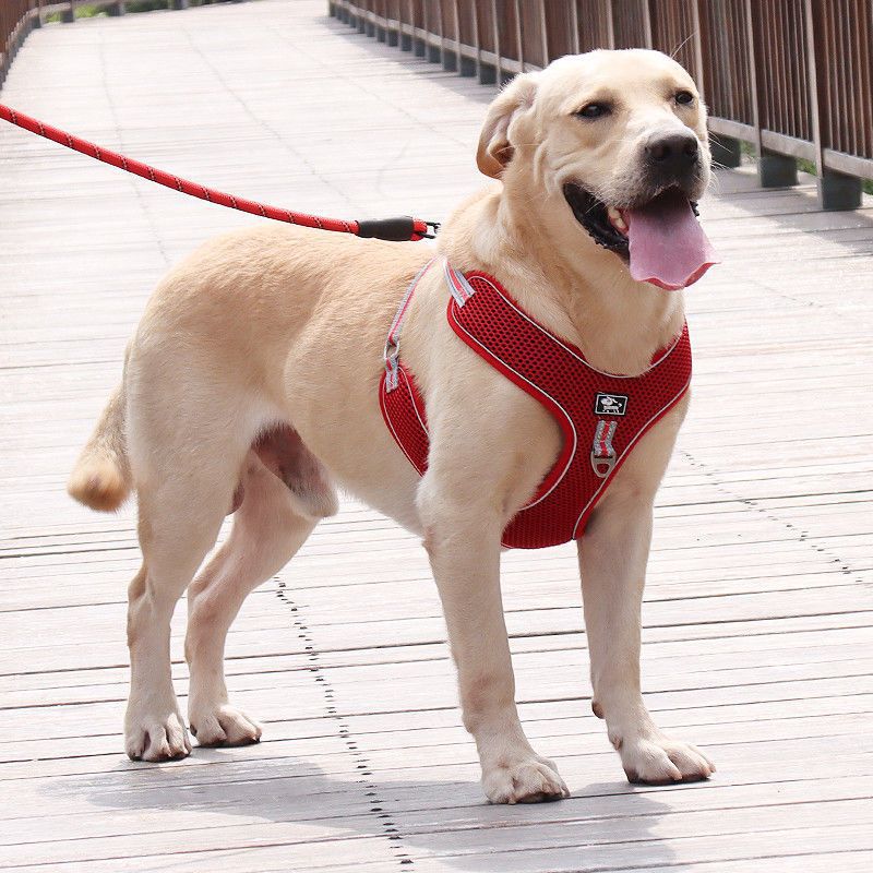 Mesh reflective dog harness, 4 sizes available from Pet Royale UK