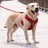 Mesh reflective dog harness, 4 sizes available from Pet Royale UK