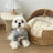 Striped polo collar dog shirt in summer polyester fabric, product image 1