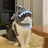 Plush shark hat for cats, in Grey Shark, size One Size, image 4