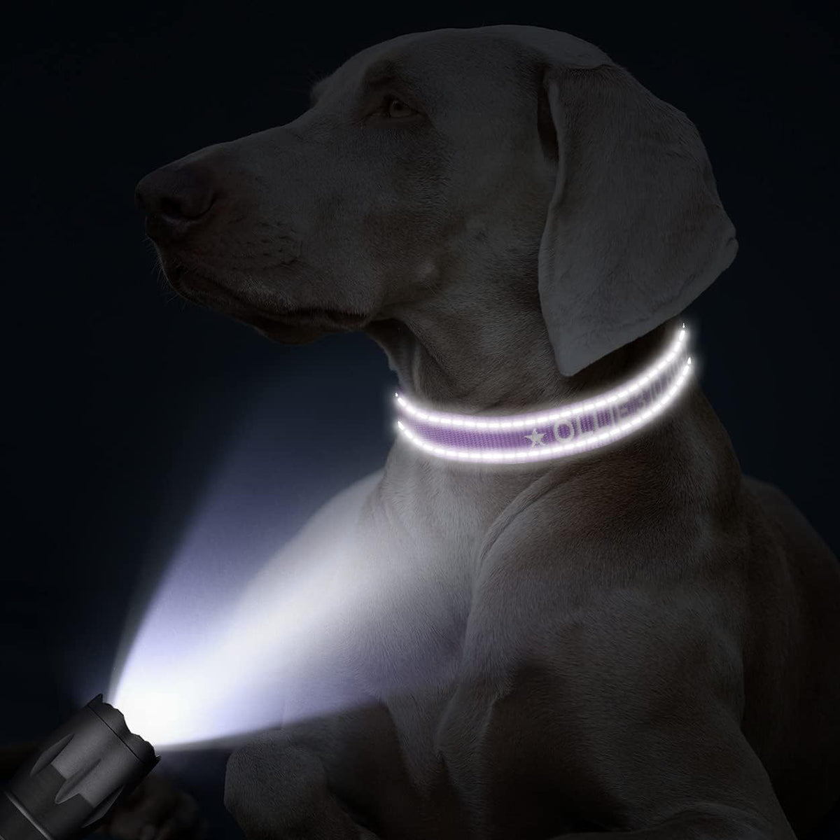 Reflective nylon dog collar in Forest Green, in a home setting