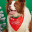 Cartoon print pet bandana for dogs and cats in Design 10, close-up detail