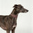 Wide leather collar for small dogs in a rich colour, product image 3