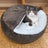 Shell shaped plush cat bed with soft washable cover, view 15 of 15