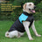 Large dog in a blue colour block padded ski vest