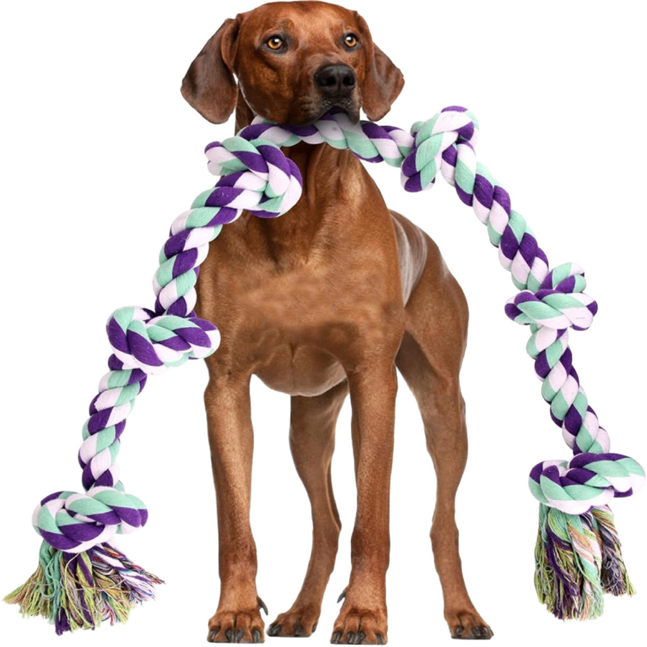 Six knot cotton rope tug toy in white, blue and yellow