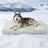 Cool grey cooling gel dog bed with waterproof cover, photo 8