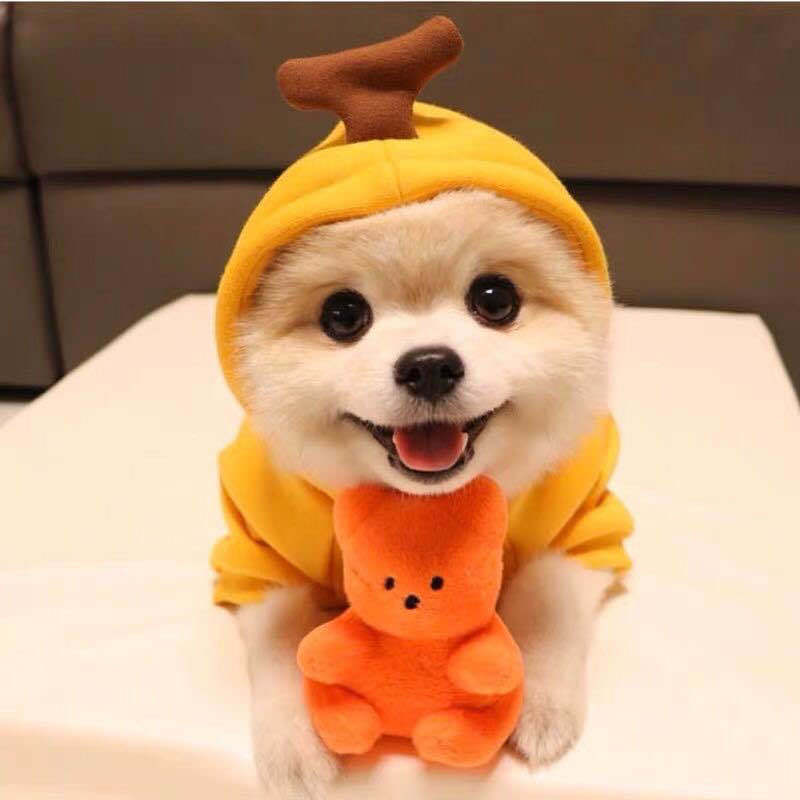 Fleece hooded pet jumpers in nine fun food and animal designs