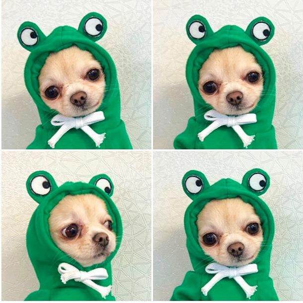 Fleece fruit hoodie for dogs and cats, available in 5 styles, image 33