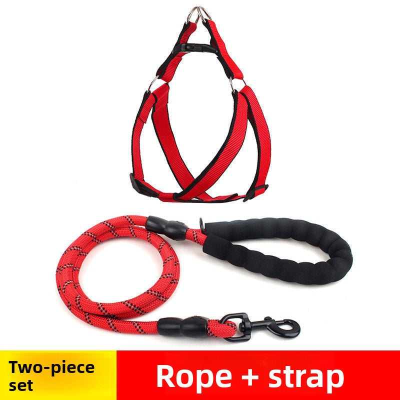 Reflective dog lead and collar set in Blue Foam Collar, in a home setting