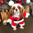 Funny holiday pet costumes in six different styles