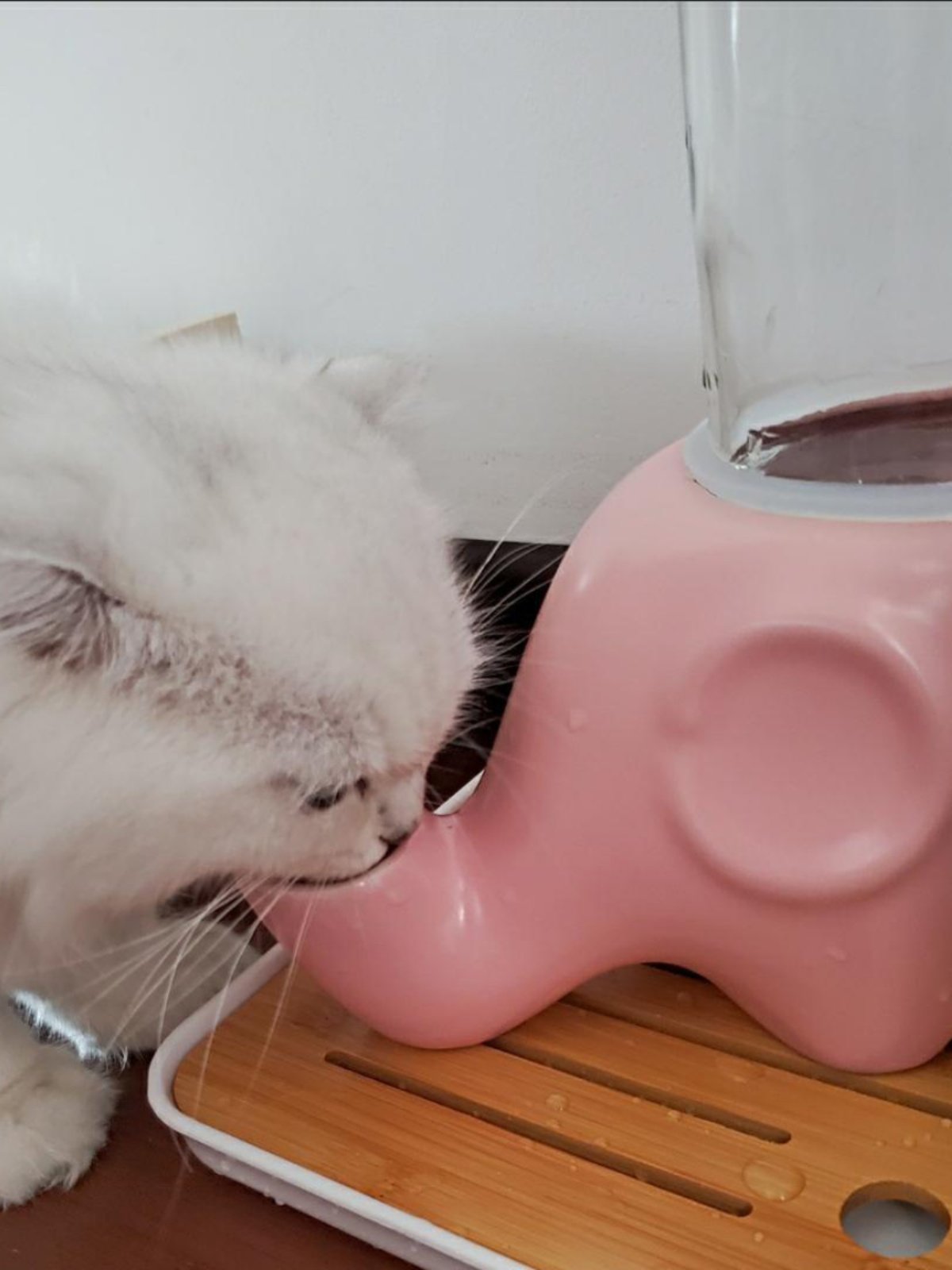 Ceramic Elephant Cat Water Dispenser with Glass Bottle and No-Wet Chin Design