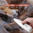 Wide Blade Paw Trimmer with LED Light, Quiet Rechargeable Shaver