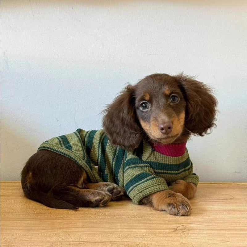 Small dog wearing a dark green striped hoodie