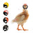 Anti-Pecking Helmet for Chickens and Birds, Cute Animal Designs