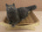 Scratch-resistant pet sofa for cats and small dogs, photo 9 of 15