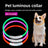 USB rechargeable LED silicone dog collar in Yellow Fibre Optic, in a home setting