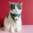 Christmas collar with triangle scarf for cats in Santa, showing size and shape