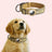 Nylon dog collar with built-in AirTag holder, tag not included, product image 25