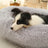 Raised edge cotton dog bed with curved sides and soft cushion, photo 21
