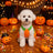 Orange pumpkin harness dress costume for dogs and cats, in Orange, image 2